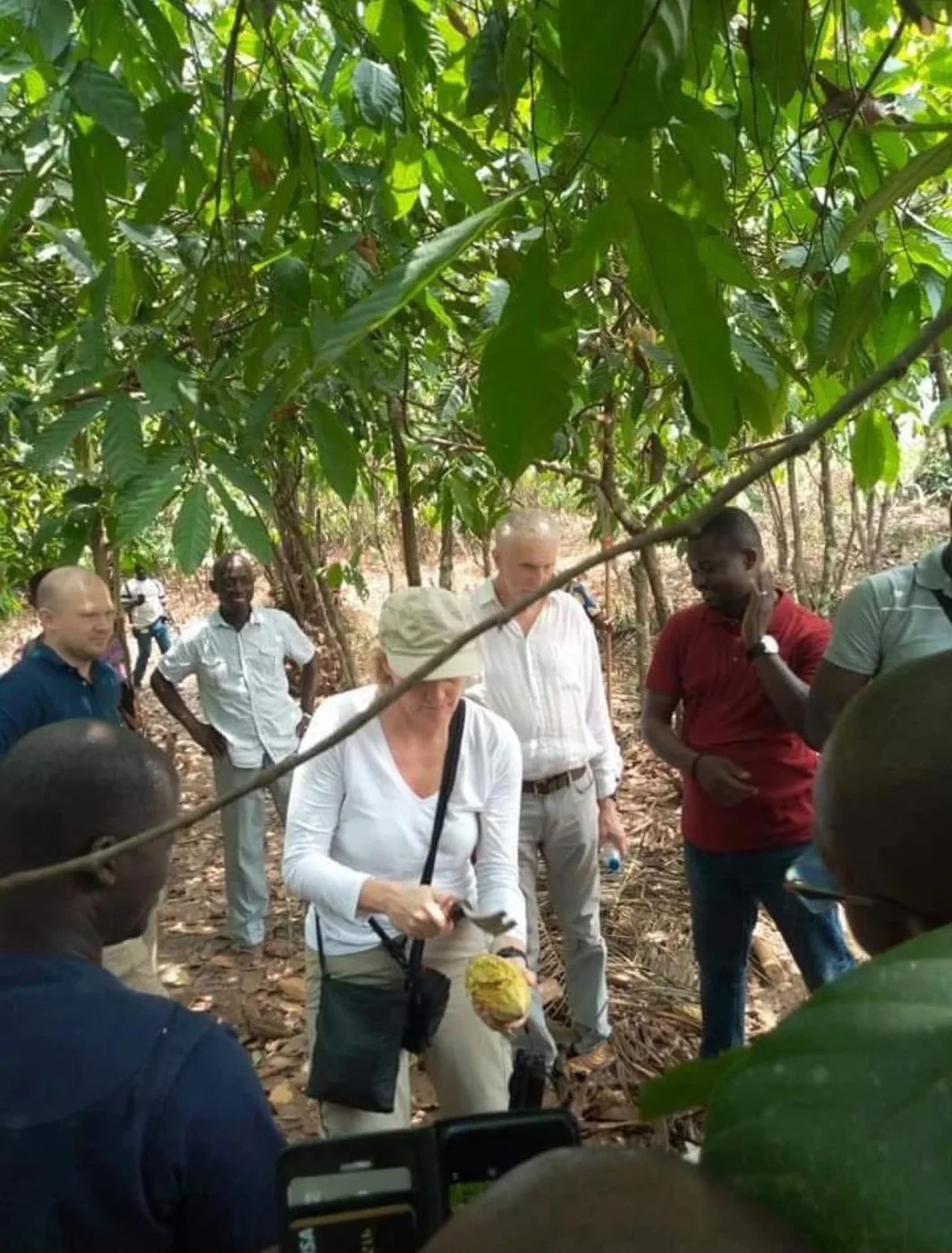Visite d'une plantation de cacao
